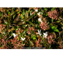 ABELIA grandiflora 'Sherwood'
