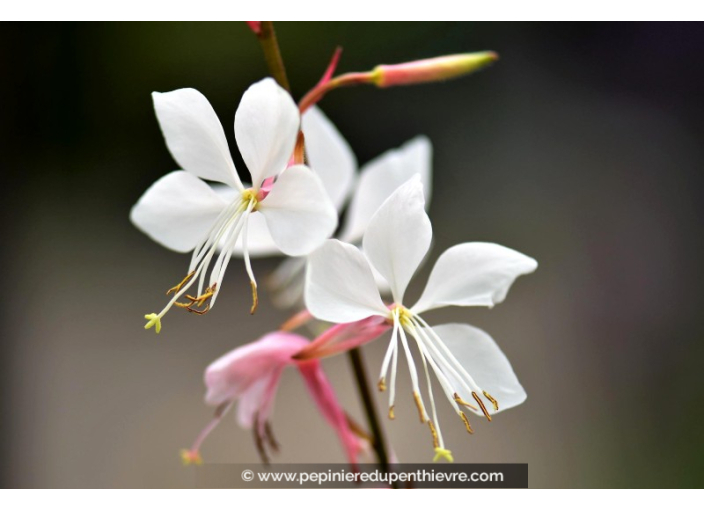 GAURA lindheimeri GAURA lindheimeri