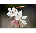 GAURA lindheimeri GAURA lindheimeri