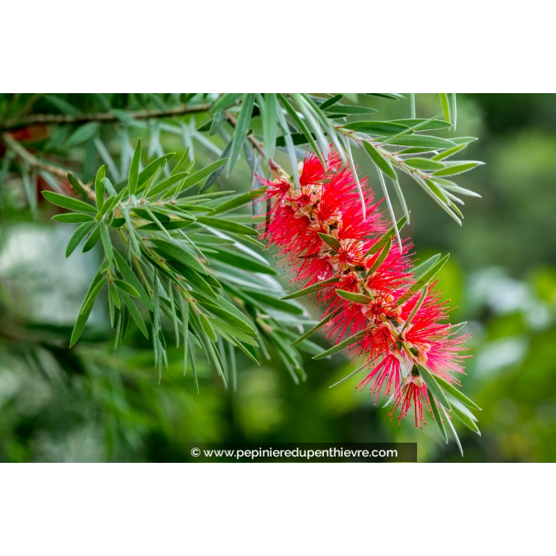 CALLISTEMON rigidus