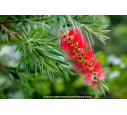 CALLISTEMON rigidus CALLISTEMON rigidus