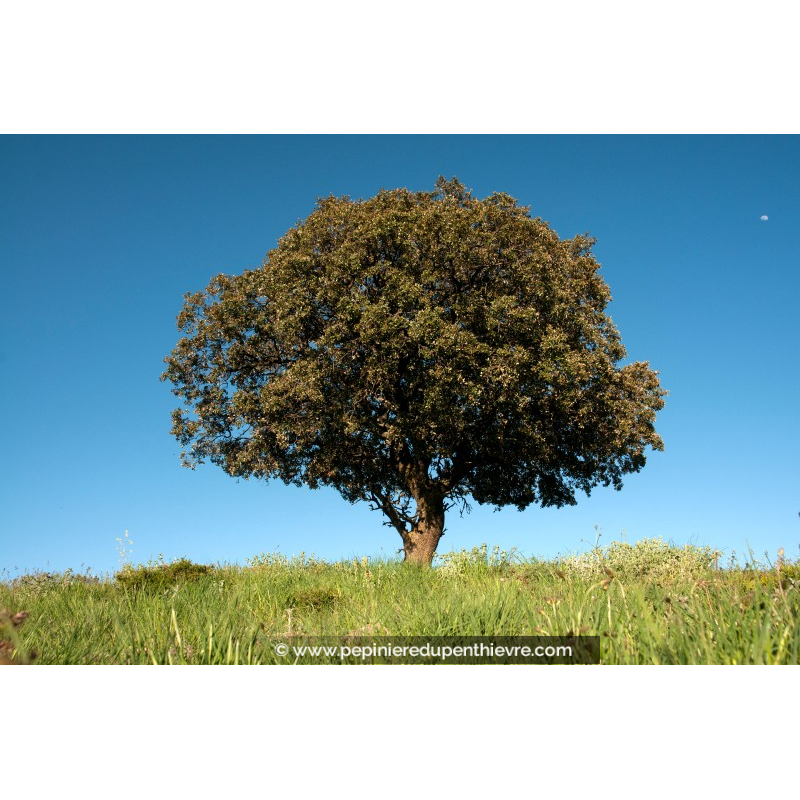 QUERCUS ilex