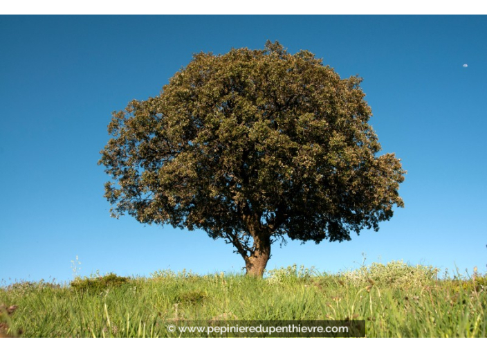 QUERCUS ilex