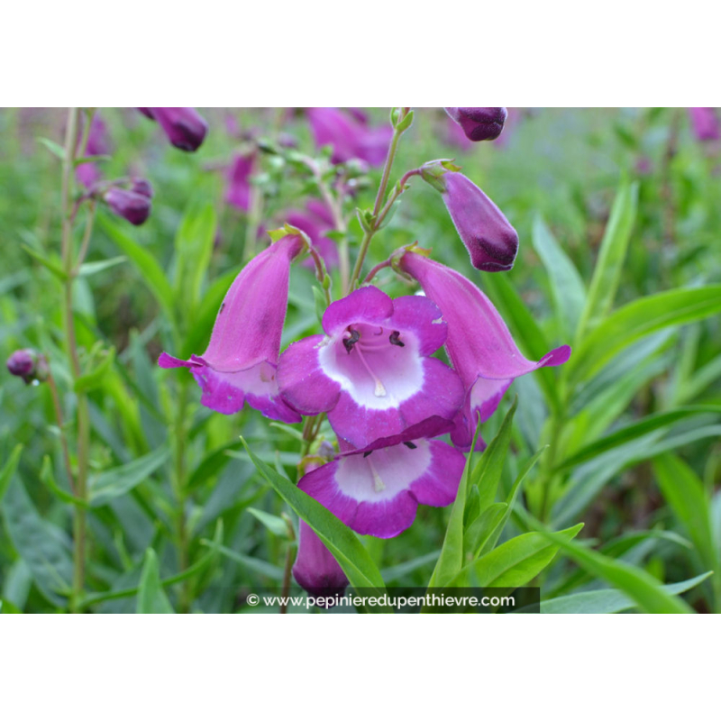 PENSTEMON hybride 'Gloire des 4 rues'
