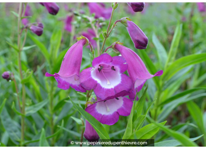 PENSTEMON hybride 'Gloire des 4 rues'