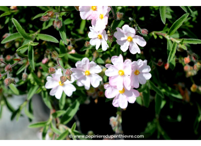 CISTUS skanbergii