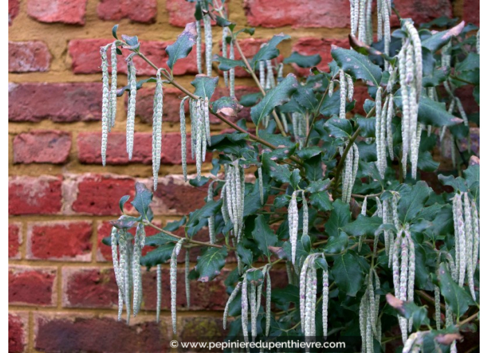 GARRYA elliptica