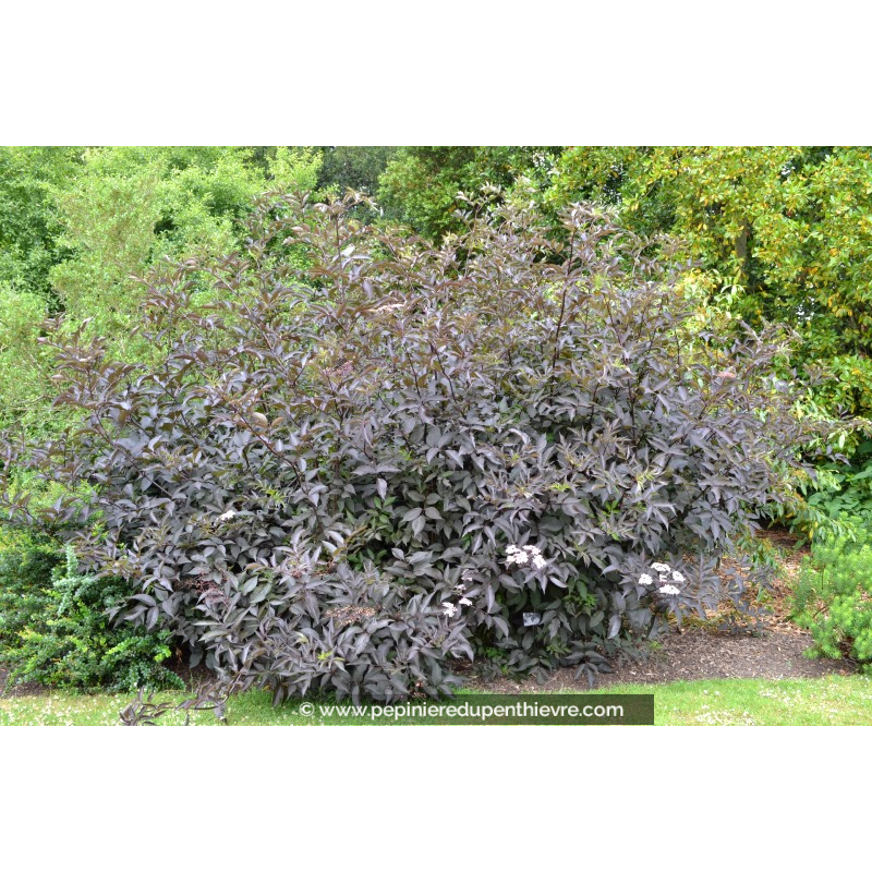 SAMBUCUS nigra 'Black Beauty'