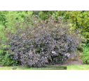 SAMBUCUS nigra 'Black Beauty'