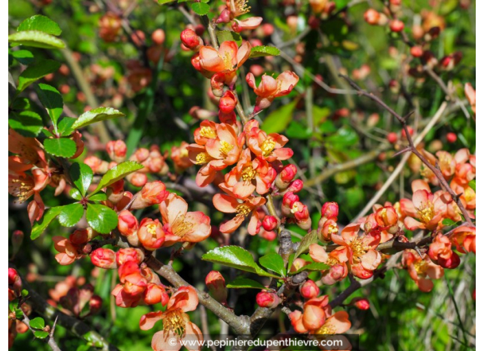 CHAENOMELES x superba 'Orange Trail'