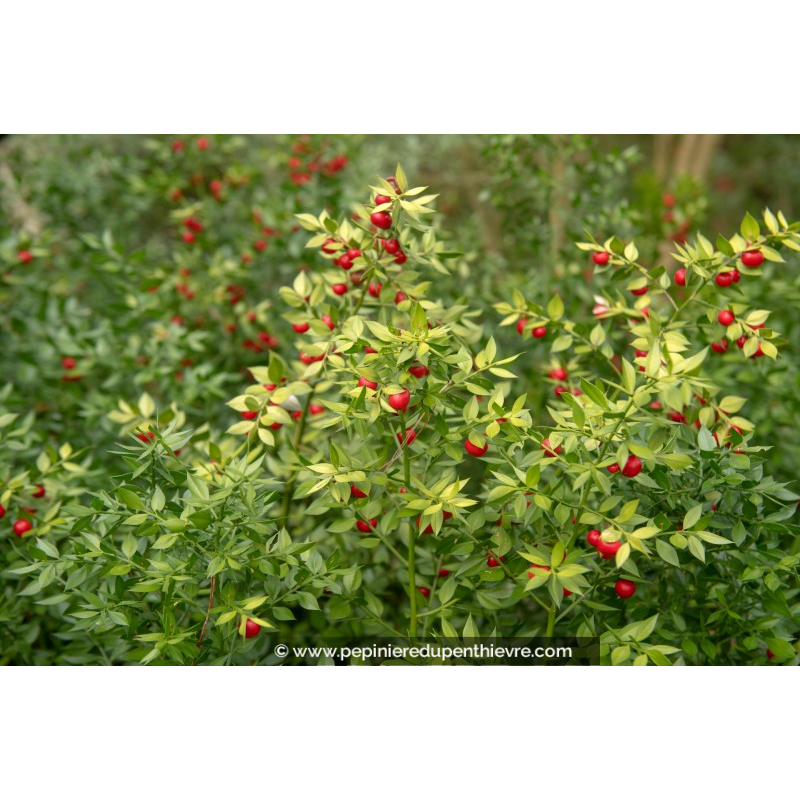 RUSCUS aculeatus