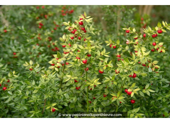 RUSCUS aculeatus