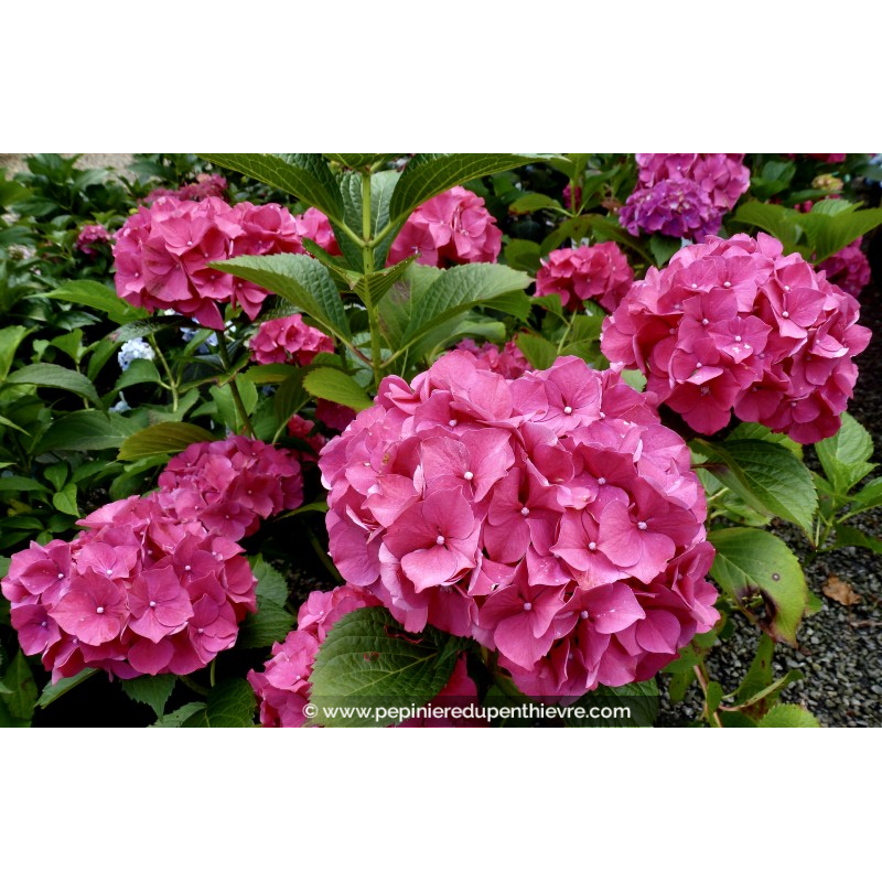 HYDRANGEA macrophylla 'Glowing Embers'