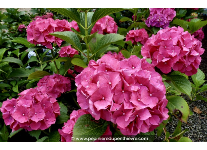 HYDRANGEA macrophylla 'Glowing Embers'