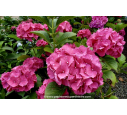HYDRANGEA macrophylla 'Glowing Embers'