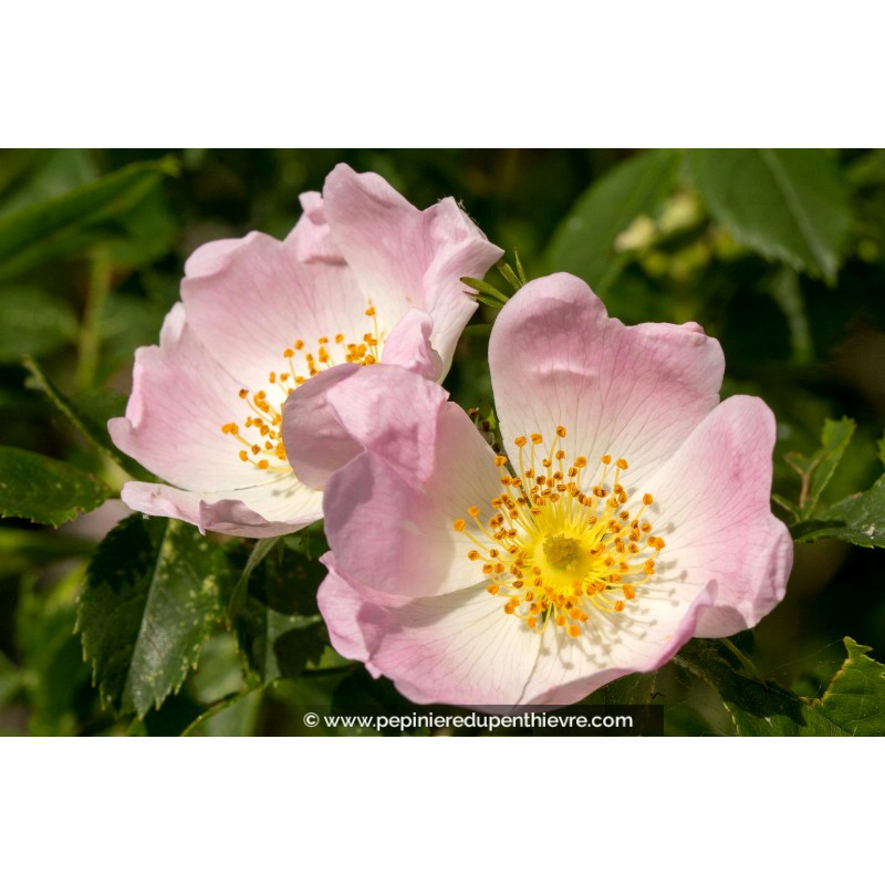 ROSA canina