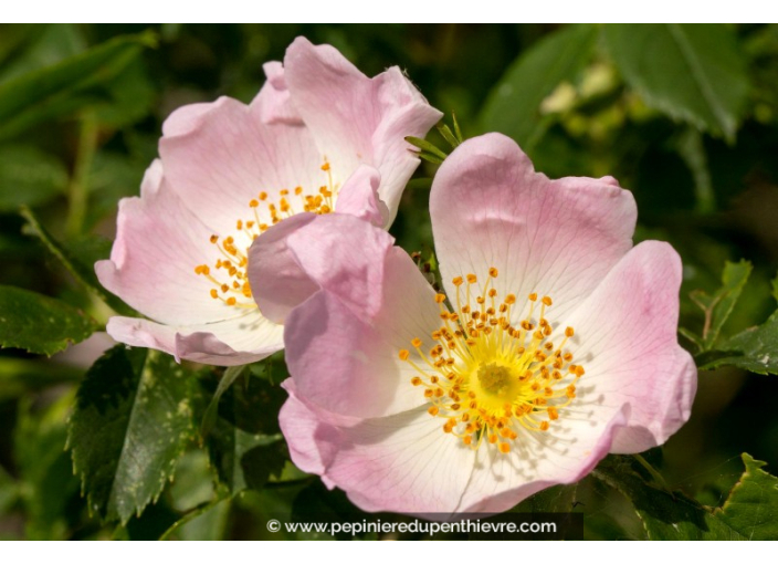 ROSA canina