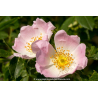 ROSA canina
