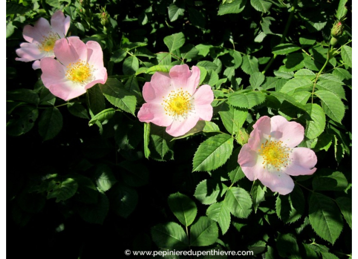ROSA canina ROSA canina