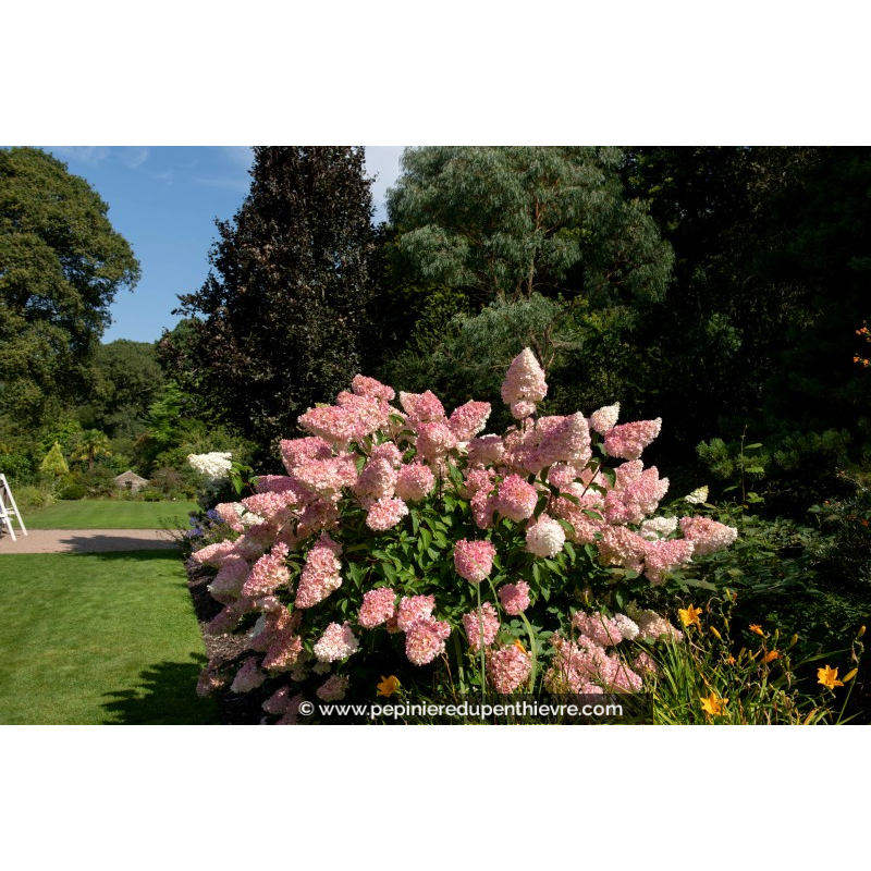 HYDRANGEA paniculata Vanille Fraise©