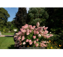 HYDRANGEA paniculata Vanille Fraise© HYDRANGEA paniculata Vanille Fraise©