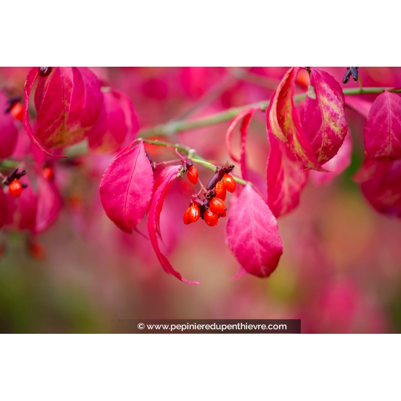 EUONYMUS alatus 'Compactus'