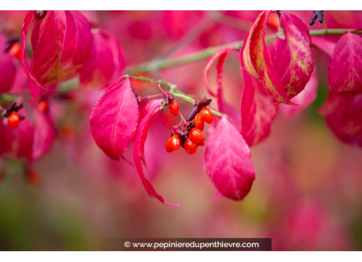 EUONYMUS alatus 'Compactus'