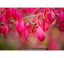 EUONYMUS alatus 'Compactus' EUONYMUS alatus 'Compactus'