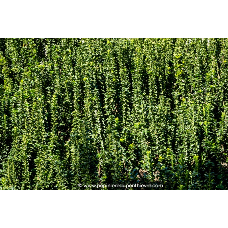 EUONYMUS japonicus 'Benkomasaki'