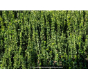 EUONYMUS japonicus 'Benkomasaki' EUONYMUS japonicus 'Benkomasaki'