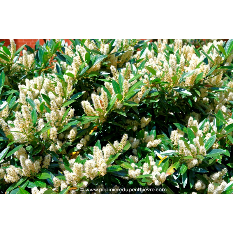 ITEA virginica 'Little Henry'