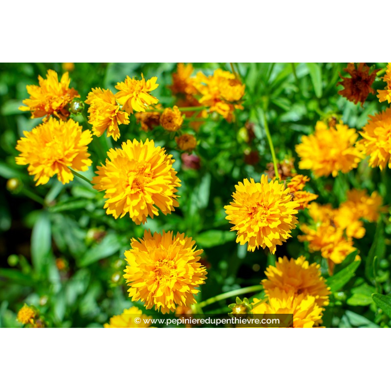COREOPSIS grandiflora 'Early Sunrise'