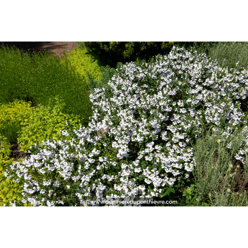 PROSTANTHERA cuneata