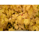 CORNUS sanguinea 'Magic flame'