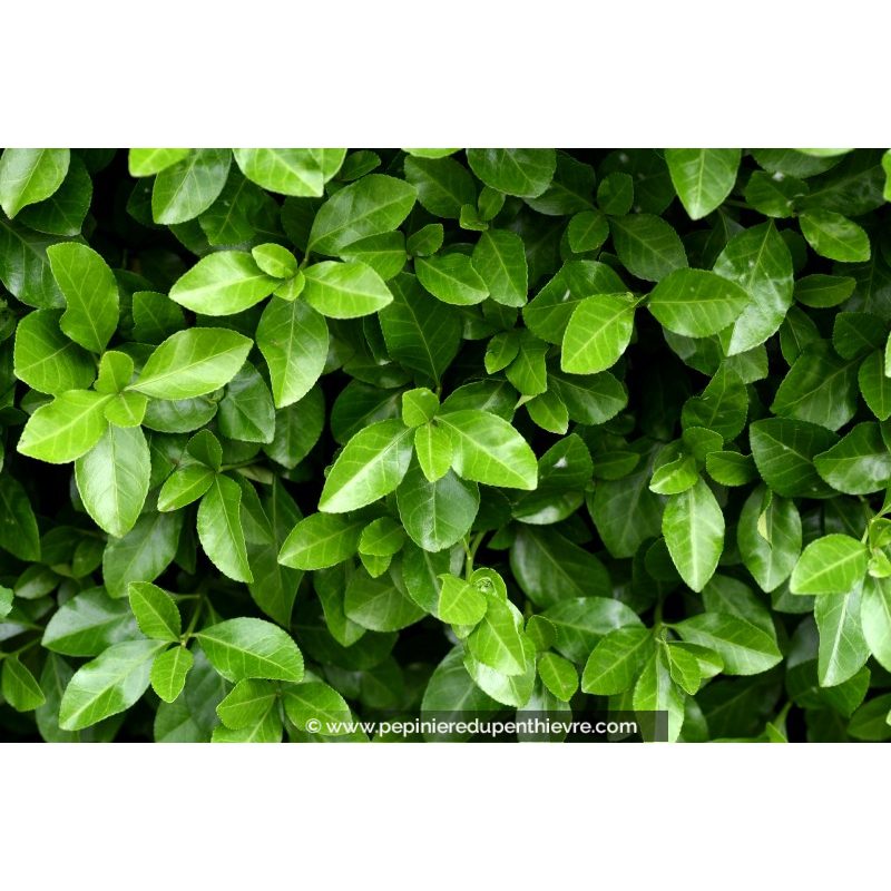 EUONYMUS japonicus