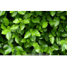 EUONYMUS japonicus