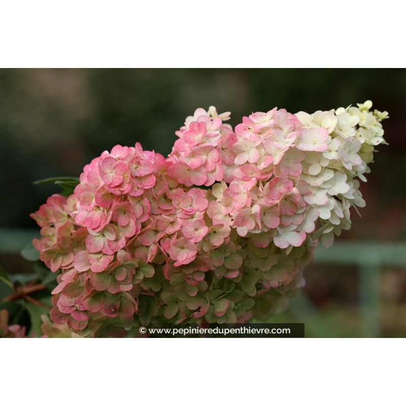 HYDRANGEA paniculata 'Sundae Fraise'®