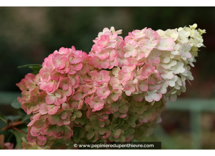 HYDRANGEA paniculata 'Sundae Fraise'®