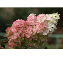 HYDRANGEA paniculata 'Sundae Fraise'®