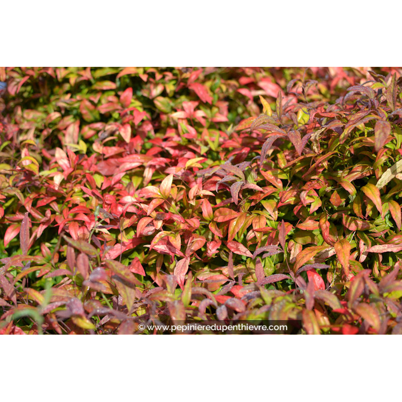 NANDINA domestica 'Fire Power'