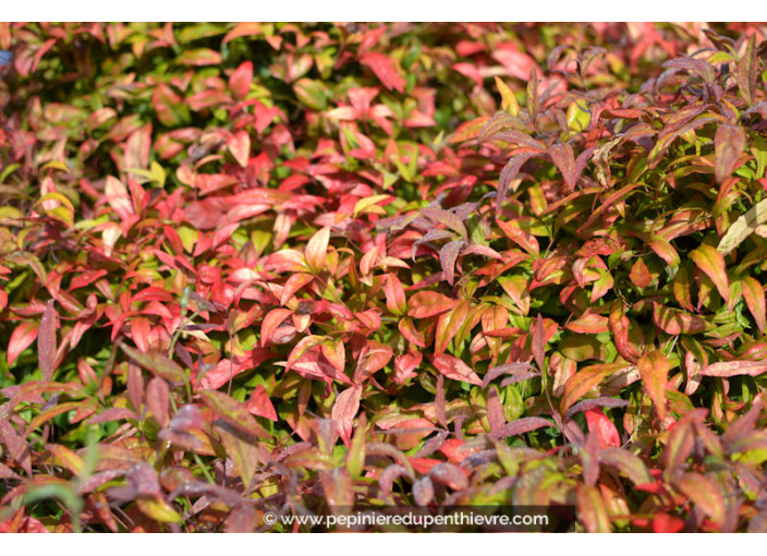 NANDINA domestica 'Fire Power'