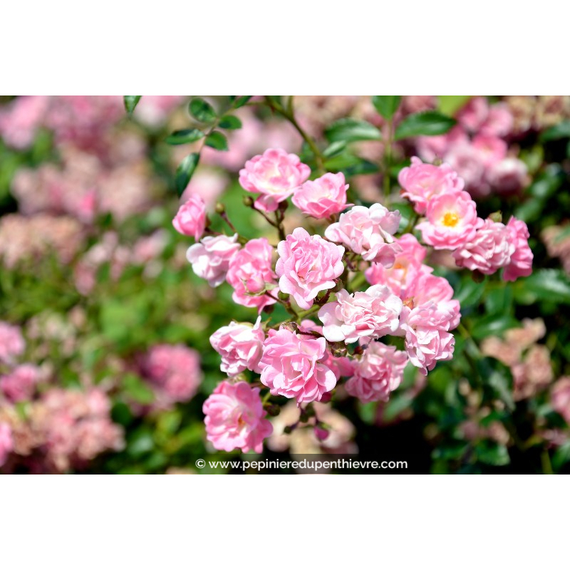 ROSIER grimpant ROSA banksiae 'Rosea'