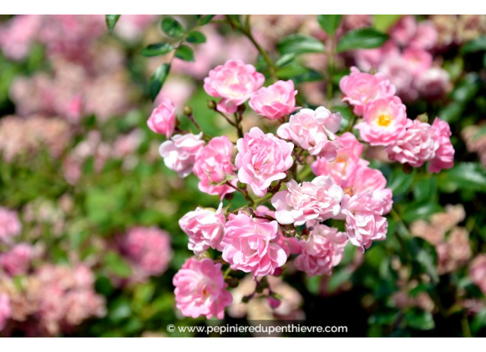 ROSIER grimpant ROSA banksiae 'Rosea'