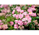 ROSIER grimpant ROSA banksiae 'Rosea'