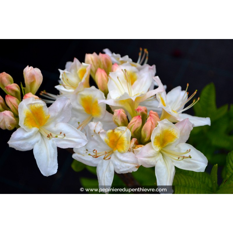AZALEA mollis 'Persil' (blanc)