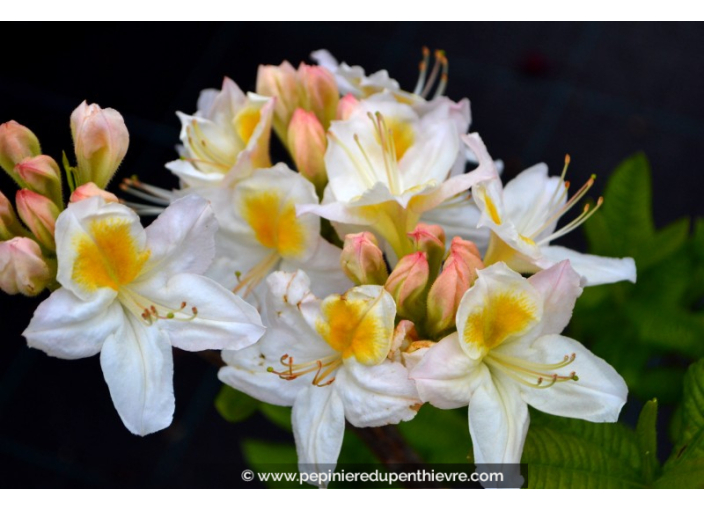 AZALEA mollis 'Persil' (blanc)