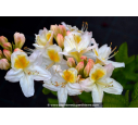 AZALEA mollis 'Persil' (blanc)