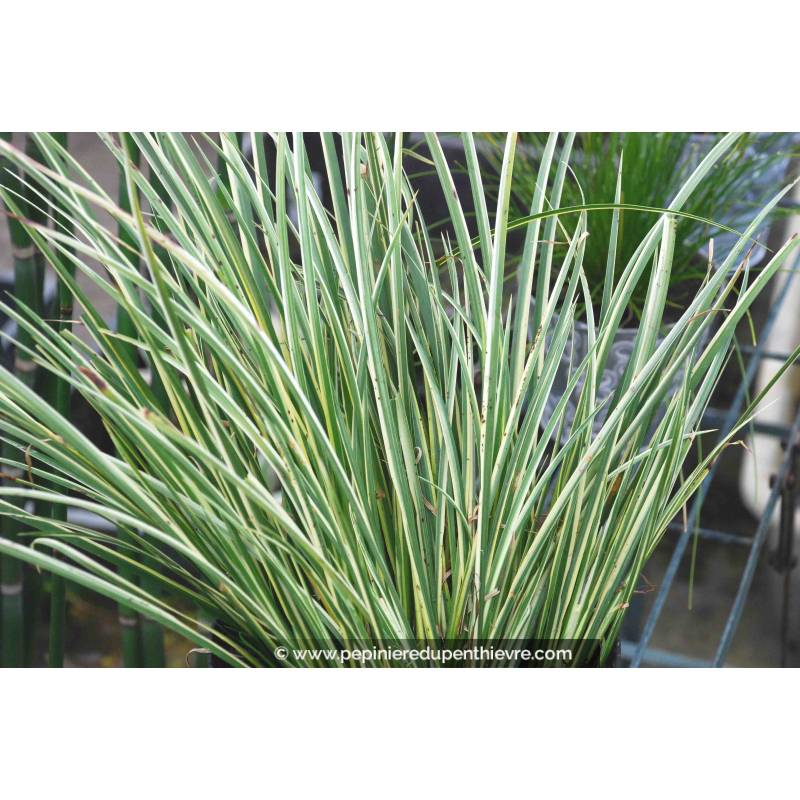 ACORUS gramineus 'Variegatus'