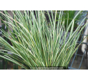 ACORUS gramineus 'Variegatus'