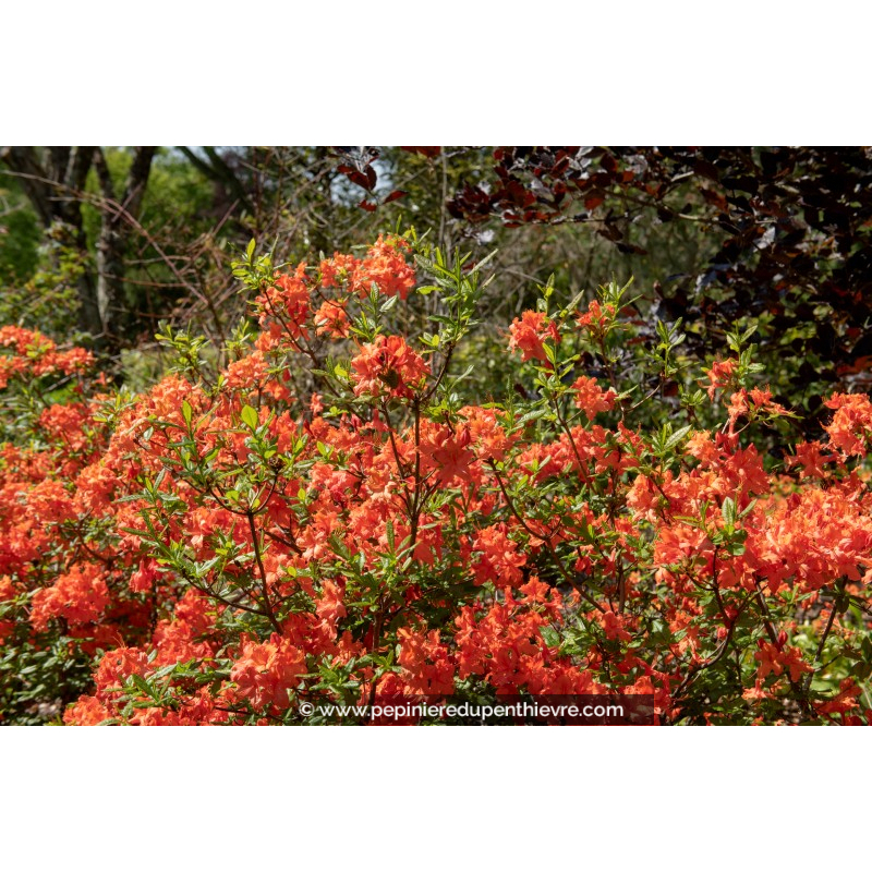 AZALEA mollis 'Hotspur Red' (rouge)